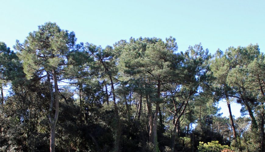 Forest of Suzac at Saint Georges de Didonne